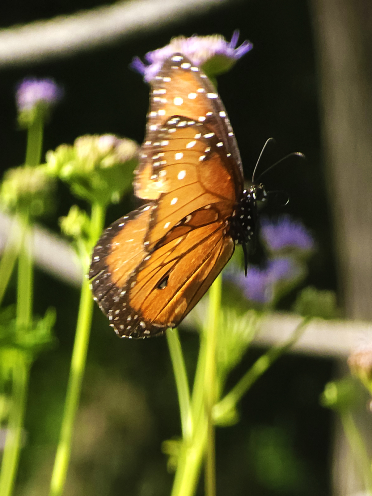 Photography: Whispy.jpg