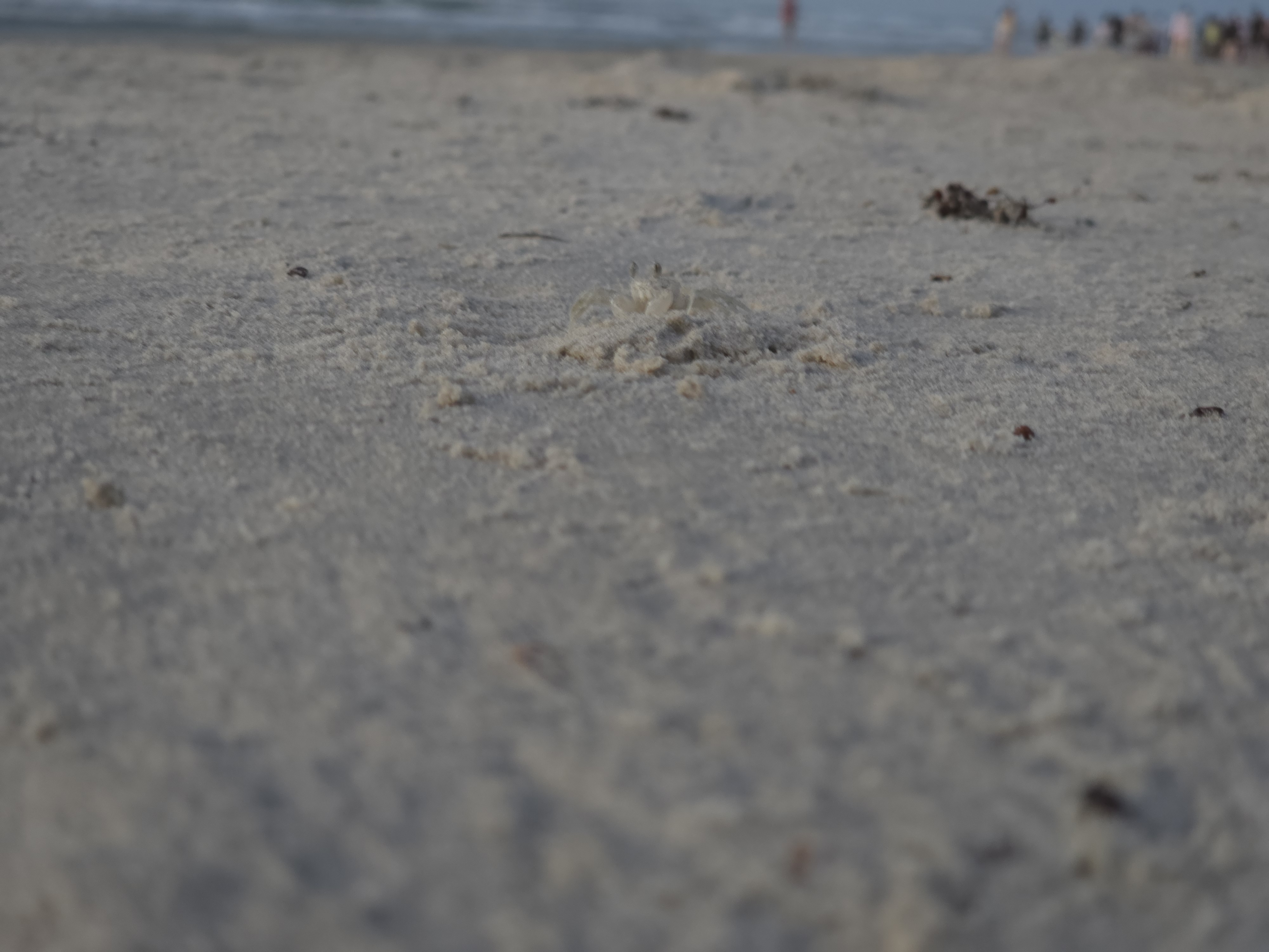 Photography: ghostcrab.jpg